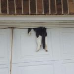 Cat in garage door | LITTLE HELP? | image tagged in cat,garage door,help,caught | made w/ Imgflip meme maker
