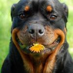most funniest rottweiler in the world