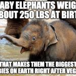 BURN!!! | BABY ELEPHANTS WEIGH ABOUT 250 LBS AT BIRTH; THAT MAKES THEM THE BIGGEST BABIES ON EARTH RIGHT AFTER VEGANS | image tagged in baby elephant,bacon,babies,crybaby,vegan,vegetarian | made w/ Imgflip meme maker