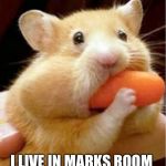 Carrot hamster | I LIVE IN MARKS ROOM | image tagged in carrot hamster | made w/ Imgflip meme maker