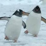 penguins dance