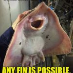 Whale obviously, this site is glubbin' fintastic! | WE SHOULD DOLPHINATELY SCALE BACK ON THE FISH PUNS; ANY FIN IS POSSIBLE, I'M NOT SQUIDDING! | image tagged in what the fish,memes | made w/ Imgflip meme maker
