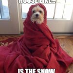 #WhyLie | I'M IN THE HOUSE LIKE... IS THE SNOW GONE YET?? | image tagged in coldpuppy,memes,funny memes,winter storm | made w/ Imgflip meme maker