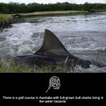 Hazards of golfing 