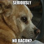 Shane  leave me alone  | SERIOUSLY; NO BACON? | image tagged in shane  leave me alone | made w/ Imgflip meme maker