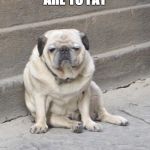 Grumpy Dog | WHEN YOU ARE TO FAT; TO WALK | image tagged in grumpy dog | made w/ Imgflip meme maker