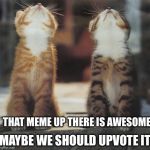cats looking up | MAYBE WE SHOULD UPVOTE IT; THAT MEME UP THERE IS AWESOME | image tagged in cats looking up | made w/ Imgflip meme maker