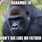 gorrilaa | HARAMBE JR; DON'T DIE LIKE UR FATHER | image tagged in gorrilaa | made w/ Imgflip meme maker