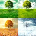 Tree Seasons