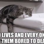 Bored cat | 9 LIVES AND EVERY ONE OF THEM BORED TO DEATH | image tagged in bored cat | made w/ Imgflip meme maker