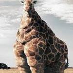 fat giraffe