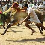 Jallikattu