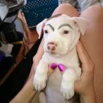 brow dogo