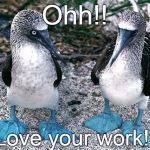 Blue Footed Boobies | Ohh!! Love your work!! | image tagged in blue footed boobies | made w/ Imgflip meme maker