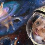 Space Cats meme