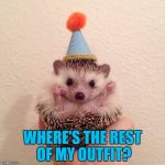 Funny how? Like a clown? | WHERE'S THE REST OF MY OUTFIT? | image tagged in happy thursday,memes,animals,hedgehog | made w/ Imgflip meme maker