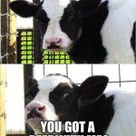 You got a beef? | HEY YOU! YOU GOT A BEEF WITH ME? | image tagged in cows | made w/ Imgflip meme maker