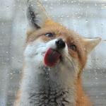 Fox licking glass