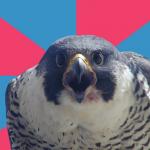 Millenial Falcon