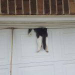 cat post bing | TAKE A HIT OF THIS        THEY SAID; IT'LL BE FUN THEY SAID | image tagged in cat in garage door,cat,you're drunk | made w/ Imgflip meme maker