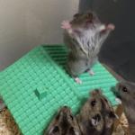 hamster