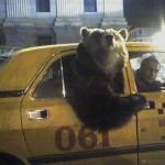 bear taxi meme