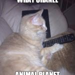 Funny cat | HEY DO YOU KNOW WHAT CHANEL; ANIMAL PLANET IS ON | image tagged in funny cat | made w/ Imgflip meme maker