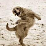 Crazy dog dance 