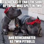 Thats just the way it is... | LEGEND HAS IT THAT THE SOUL OF TUPAC WAS SPLIT IN TWO; AND REINCARNATED AS TWIN PITBULLS | image tagged in pitbulls,memes,funny memes,funny,dogs | made w/ Imgflip meme maker