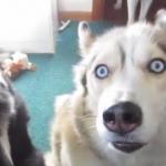 Gone To The Snow Dogs Shelby Funny Face meme