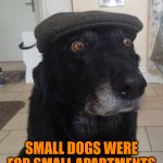 Back In My Day Dog | BACK IN MY DAY; SMALL DOGS WERE FOR SMALL APARTMENTS, NOT PURSES | image tagged in back in my day dog | made w/ Imgflip meme maker