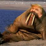 trump walrus