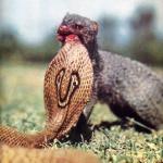 Mongoose Munching Cobra