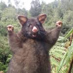 Happy Tasmanian Devil