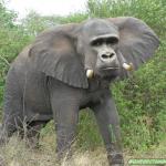 Harambe Elephant