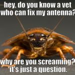this little guy just wants his antenna fixed! | hey, do you know a vet who can fix my antenna? why are you screaming? it's just a question. | image tagged in cockroach,cute | made w/ Imgflip meme maker