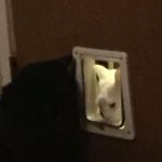 White cats matter | CAN I COME OUT NOW? NO. | image tagged in white cats matter | made w/ Imgflip meme maker