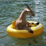 float goat