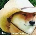 what in tarnation