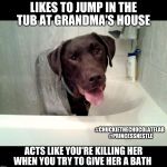 Like to jump into the tub at grandma's house  | LIKES TO JUMP IN THE TUB AT GRANDMA'S HOUSE; #CHUCKIETHECHOCOLATELAB 
#PRINCESSNESTLE; ACTS LIKE YOU'RE KILLING HER WHEN YOU TRY TO GIVE HER A BATH | image tagged in chuckie the chocolate lab,princess nestl,funny,dogs,memes,labrador | made w/ Imgflip meme maker