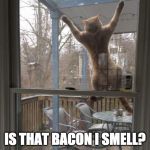 Bacon sense tingling. | IS THAT BACON I SMELL? | image tagged in cat screen,bacon,screen | made w/ Imgflip meme maker