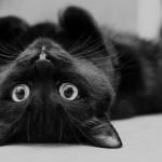 Cute black cat meme