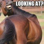 horses ass | WHAT YOU LOOKING AT? | image tagged in horses ass | made w/ Imgflip meme maker