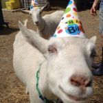 Goat Birthday Meme Generator   Imgflip