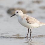 Sanderling