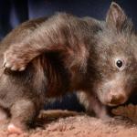 BabyWombat