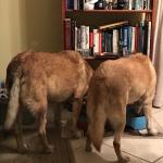 Dog butts