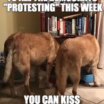 Dog butts | TO ALL THE DEMOCRATS "PROTESTING" THIS WEEK; YOU CAN KISS THESE ASSES! | image tagged in dog butts,dog,retarded liberal protesters,kiss my ass | made w/ Imgflip meme maker