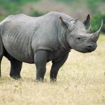 Rhino Tomorrow