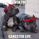 pitbulls | LIVEN THE; GANGSTER LIFE | image tagged in pitbulls | made w/ Imgflip meme maker